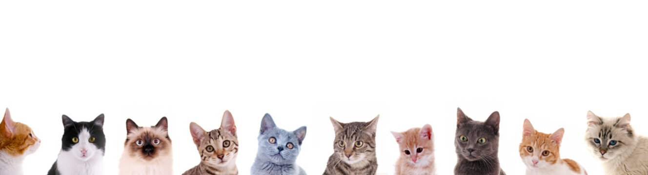 Verschiedene Katzenk&ouml;pfe in der Reihe
