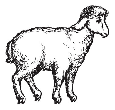 Sheep. Vector sketch