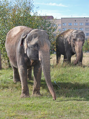 Two Indian elephant walking in a meadow near multistory building