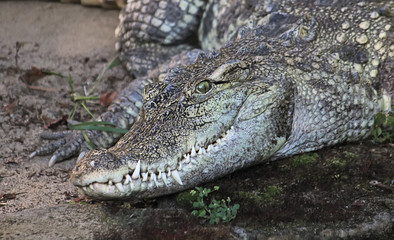 Obraz premium Toothy crocodile curiously looking at the camera