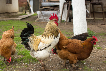 cock between chickens