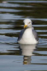 Seagull in the water