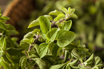 Raw Green Organic Oregano