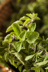 Raw Green Organic Oregano