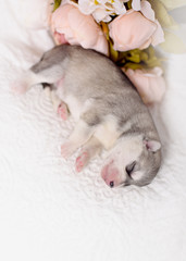 Newborn pups siberian husky with a vintage tone added