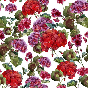 geranium, watercolor, pattern
