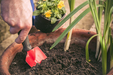 Hands planting little flowers in a pot