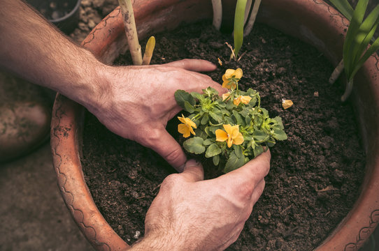 Hands Planting Little Flowers In A Pot