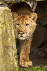 Jonge leeuw verstopt.