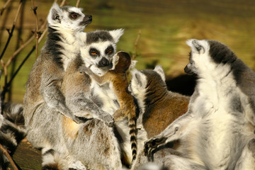 Ringstaartmaki's knuffelen in de zon.