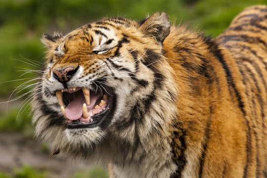 Bengaalse tijger trekt gekke bek.