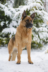 Portrait of a German shepherd dog stands in winter