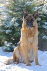 German Shepherd sitting in the snow  in rays of the sun