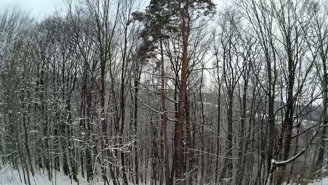 winter in forest,aerial view