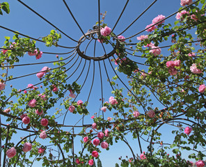 Obraz premium rosier sur une gloriette