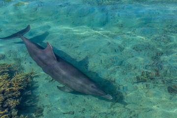 Fototapeta premium Dauphin