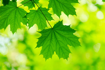 green leaves