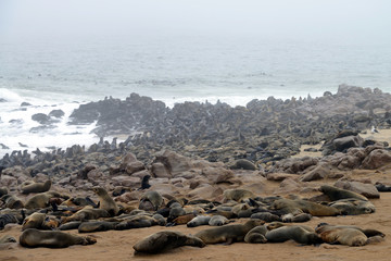 Seal colony, Cape Cross, Namibia