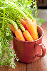 Frische Karotten 