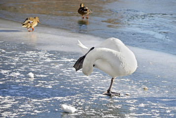 Зимовье птиц. Лебедь стоит на льду на одной ноге
