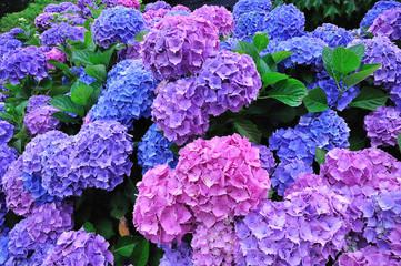 Fleurs d'Hortensias bleus et mauves