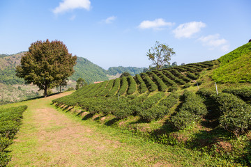 Fototapeta na wymiar Tea plantation at Doi Mae Salong, Chiang Rai, Thailand