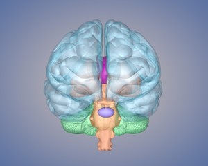 brain front view