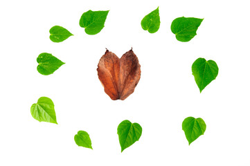 Heart shape leaf background