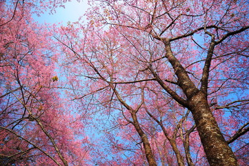 Fototapeta premium Spring Pink Cherry Blossoms