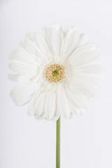 Close up of a white flower