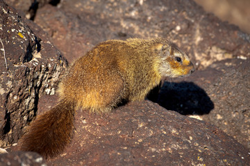 Yellow Bellied Marmot full body profile