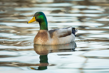 Malard duck swimming on a lake