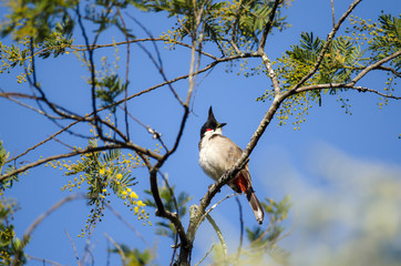 Bird (Red-whiskered Bulbul) standing on a best perch