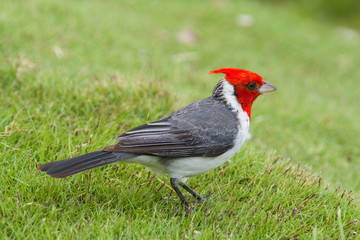 ハワイの赤い鳥　 REDCRESTED CARDINAL