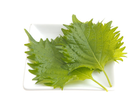 6 063 件の最適な 紫蘇の葉 画像 ストック写真 ベクター Adobe Stock