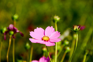 cosmos flowers