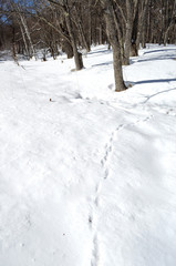 Fototapeta na wymiar 雪の上の足跡