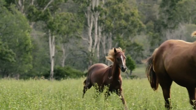 Horses galloping in the outback