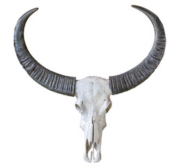 Buffalo skull isolated on white background