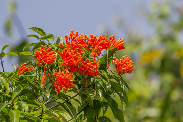Pyrostegia venusta or Orange trumpet flowers