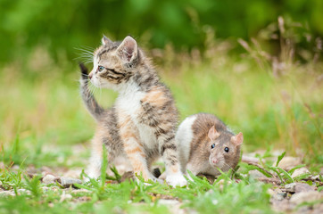 Naklejka na ściany i meble Adorable little tabby kitten with a rat outdoors