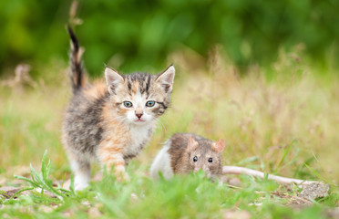 Naklejka na ściany i meble Little tabby kitten with a rat outdoors
