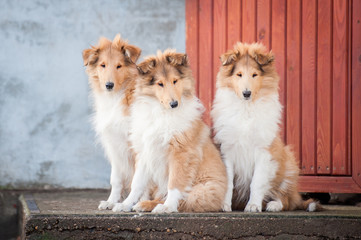 Litter of rough collie puppies sitting on the stairs