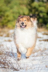 Happy rough collie puppy running in winter