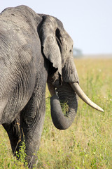 African elephant from behind
