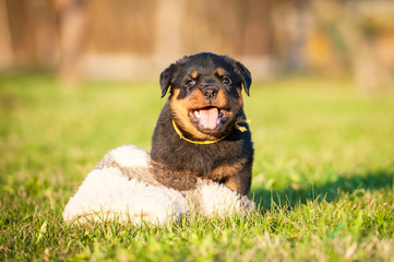 Funny rottweiler puppy playing with a toy © Rita Kochmarjova