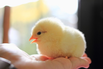 Chick