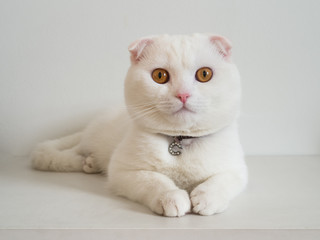 White cat scottishfold on white background