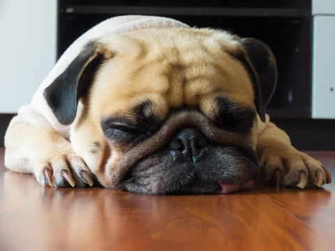 Close up face of Cute pug puppy dog sleeping by chin and tongue lay down on laminate floor