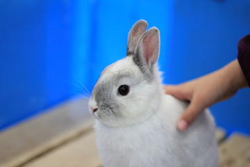 Obraz premium Rabbit